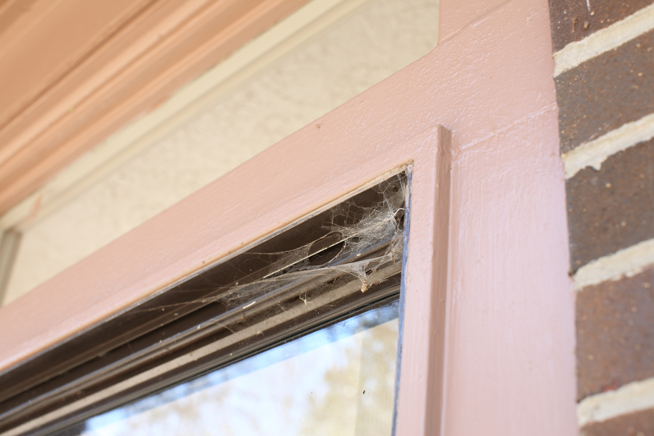 Spider Web on Window Sliding Door